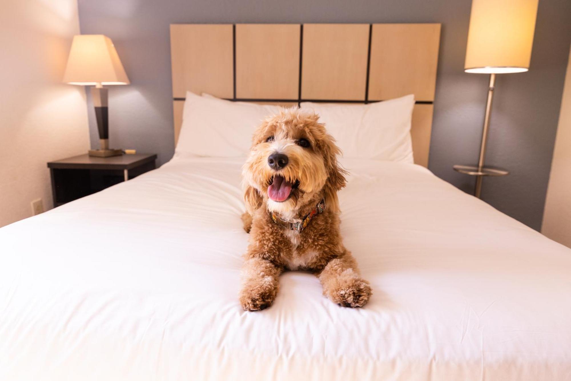 Sonesta Simply Suites Memphis East Poplar Pike Esterno foto